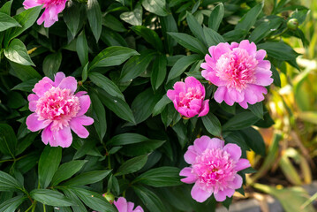 Fototapeta premium pink flowers peonies in the garden