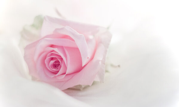 Delicate pink rose in soft white high-key light