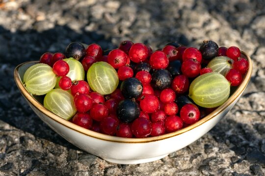Bowl of freshly harvested organic garden berries in macro view: red currants, black currants, and gooseberries