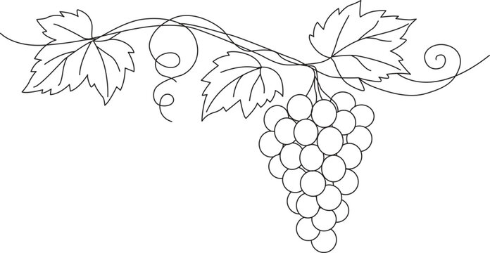 Grape vine and leaves black line drawing on white background