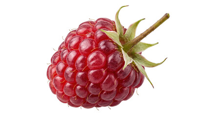 Fresh ripe raspberry fruit with green leaves © BTG