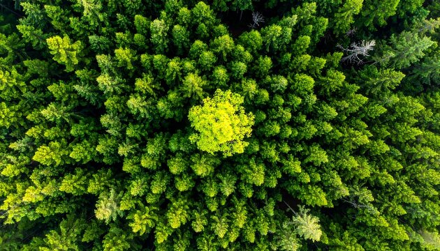 Close-up of vibrant green leafy plant foliage.