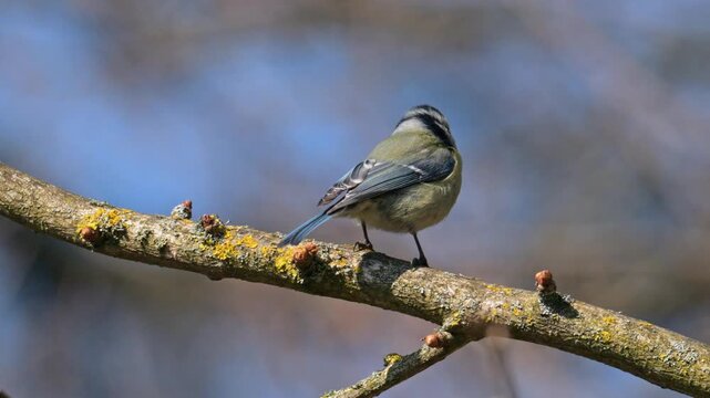 Eurasian blue tit (Cyanistes caeruleus) bird on a branch