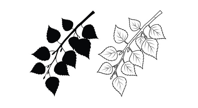 Birch Branch Silhouette And Line Art Black And White Illustration