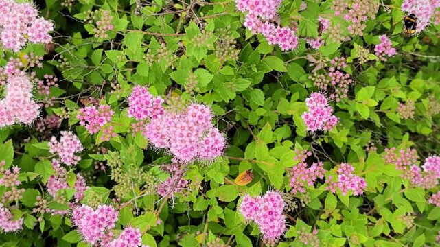 Bumblebee pollinating pink spirea flowers in summer garden closeup