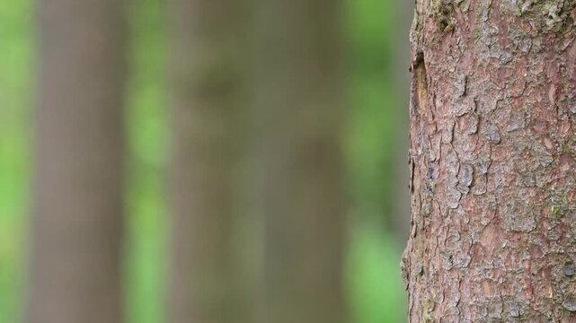 Great spotted woodpecker male and female feeding chicks at the nest hole in stem