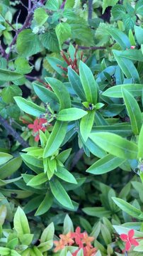 Close up of vibrant green tropical foliage with small orange ixora flowers