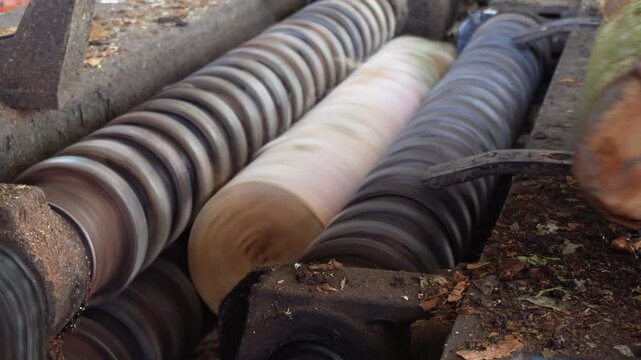 Log wood peeling machine creating veneer in action