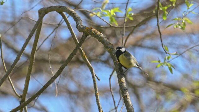 Great tit (Parus major) bird singing on a branch and flying off