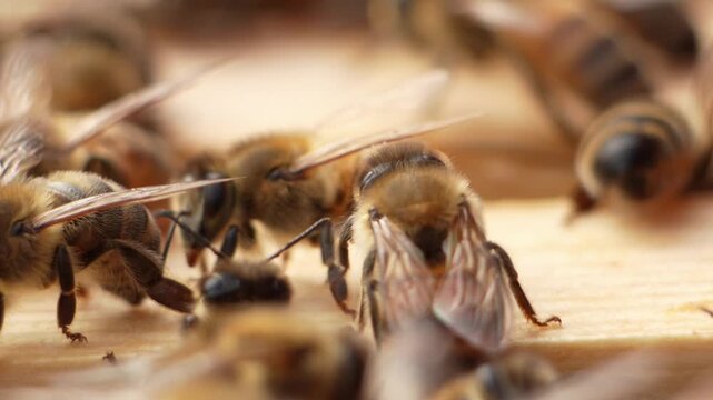 Macro close up of honey bees moving on a wooden hive frame in slow motion