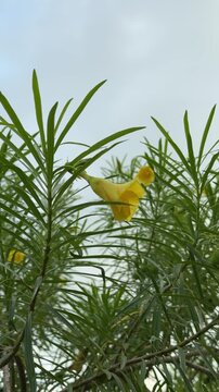 Yellow oleander flowers blooming on green bush against cloudy sky.