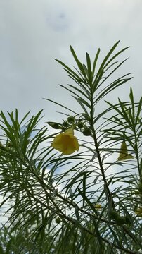 Yellow oleander flower with raindrops against cloudy sky