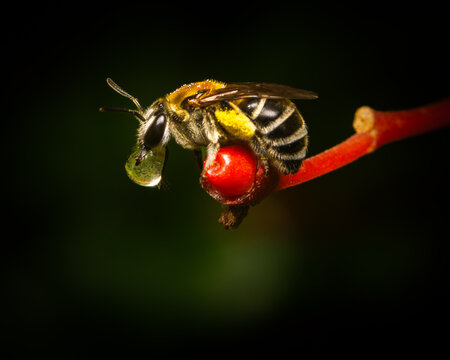 Solitary Bee Gripping Red Berry Stem With Dew Droplet, Macro