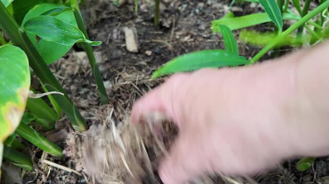Ginger growing in containers inside a greenhouse, healthy Zingiber officinale plants cultivated for home gardening with lush foliage and vigorous summer growth