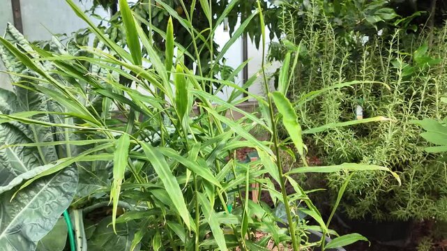 Ginger growing in containers inside a greenhouse, healthy Zingiber officinale plants cultivated for home gardening with lush foliage and vigorous summer growth