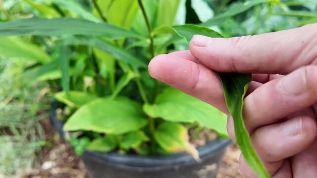 Ginger growing in containers inside a greenhouse, healthy Zingiber officinale plants cultivated for home gardening with lush foliage and vigorous summer growth