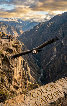 Andean Condor Soaring Over Deep Colca Canyon at Sunset, Arequipa, Peru
