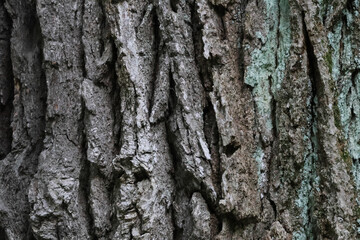 Fototapeta premium Weathered Tree Bark Texture with Lichen and Deep Cracks
