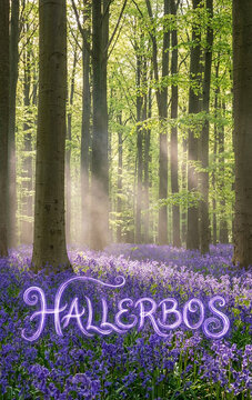 Purple Bluebells Carpeted Under Beech Forest Floor in Hallerbos, Belgium
