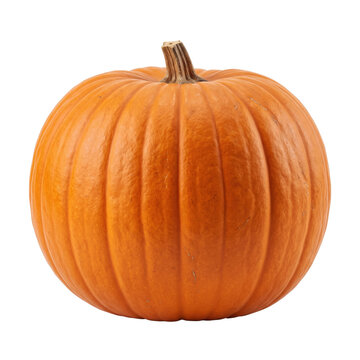 Fresh whole ripe pumpkin for harvest