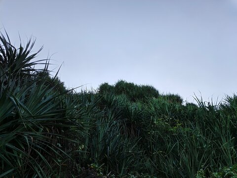 Coastal Pandanus Landscape Dominating Sand Dunes at Parangtritis Beach Yogyakarta Indonesia
