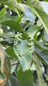 Close-up of green leaf with prominent insect galls and parasitic growths