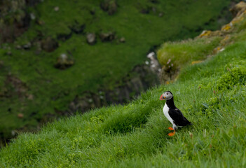 Obraz premium Atlantic puffin standing on a lush green hillside in the Faroe Islands, surrounded by natural habitat.