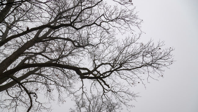 Bare tree silhouette against a foggy gray sky with twisted branches in winter landscape