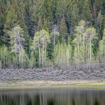 aspen, grover sagebrush, and spruce with water reflection, early spring scenery in Rocky Mountains, Colorado at Willow Creek Pass