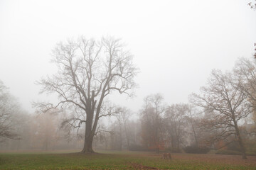 Misty park with a large bare tree standing solitary in a foggy autumn morning landscape © lms_lms
