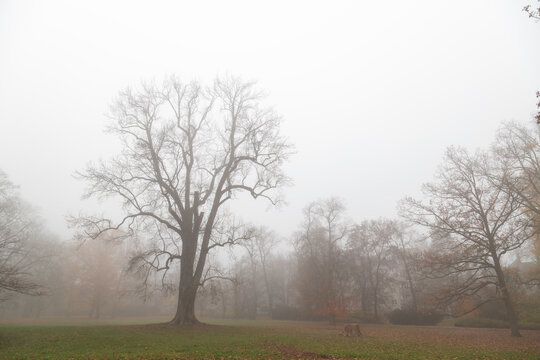 Misty park with a large bare tree standing solitary in a foggy autumn morning landscape