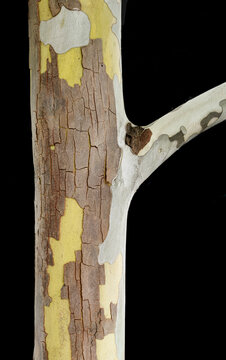 Trunk of young American sycamore tree (Platanus occidentalis) with typical peeling bark forming a pattern.
