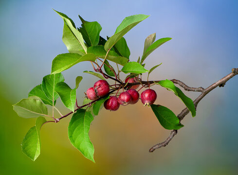 Branch of flowering crabapple tree (Mallus sp.) with mature fruit.