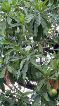 Cerbera odollam tree with green leaves, white flowers, and fruits.