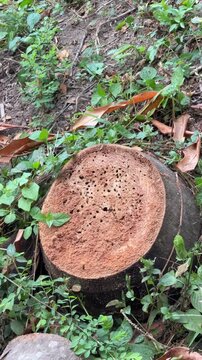 Palm Tree Stump with Insect Borer Damage and Holes