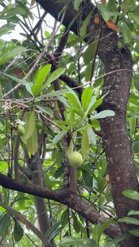 Green Sea Mango fruit hanging from Cerbera manghas tree branch in tropical environment