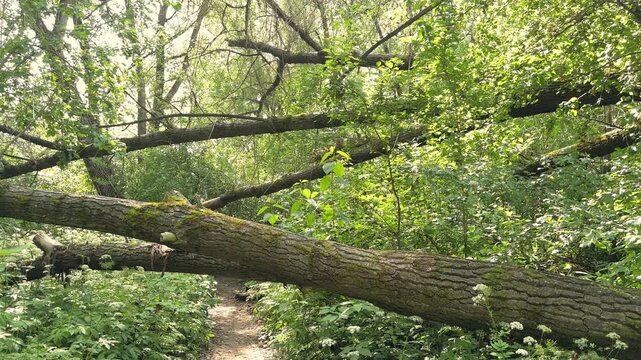Storm damaged forest with fallen trees and broken trunks, environmental destruction, climate impact, natural recovery.