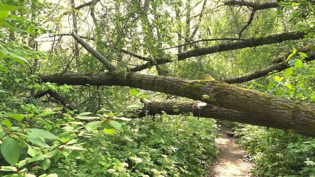 Storm damaged forest with fallen trees and broken trunks, environmental destruction, climate impact, natural recovery.