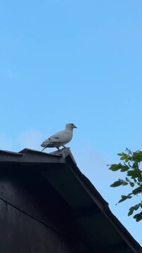 White pigeon perched on rooftop under clear blue sky