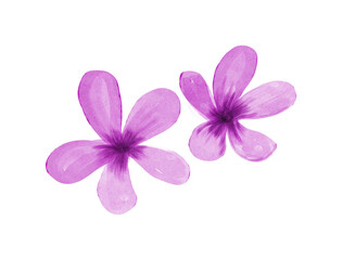 Obraz premium Purple watercolor flower clipart floral blossom set isolated on white