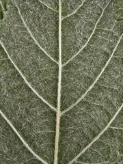 Obraz premium green grape leaf texture
