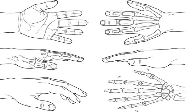 Human Hand Anatomy Medical Line Art Vector Set with Skeletal Structure, Palm Views and Orthopedic Illustration Collection