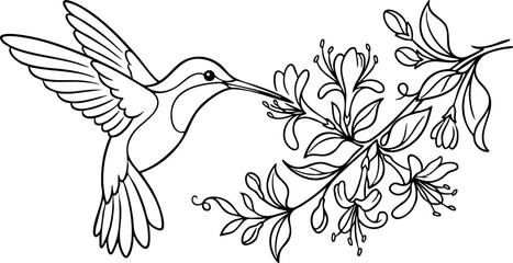 Hummingbird feeding on nectar from a blooming flower branch line art with hummingbird, wildlife © MD JAHID