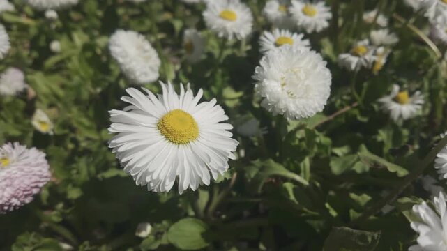 Close-up of white flowers of Common daisy (Bellis perennis) slow motion over flowers