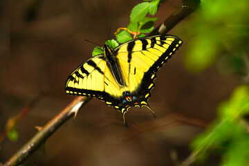 Wing Pattern of an Eastern Tiger Swallowtail © Kris D