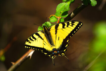Close-Up View of Wings of Yellow Swallowtail © Kris D
