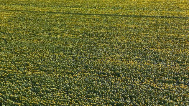 Many small yellow flowers fill a green field under bright daylight in a landscape. The flowers form a dense pattern across the terrain.