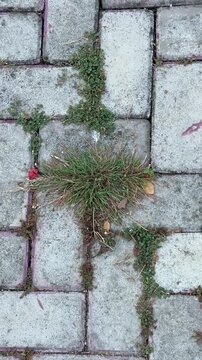 Green weeds and grass growing between concrete paving stones