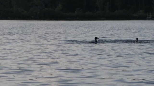 Group of loons showing off and displaying dominance on a small pond in Maine 