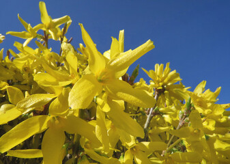 Obraz premium Leuchtend gelbe Blüten einer Forsythie, auch bekannt als Goldglöckchevor blauem Frühlingshimmel. 